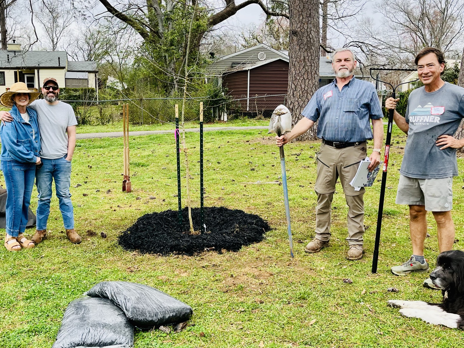 A newly planted tree, mulched and staked.