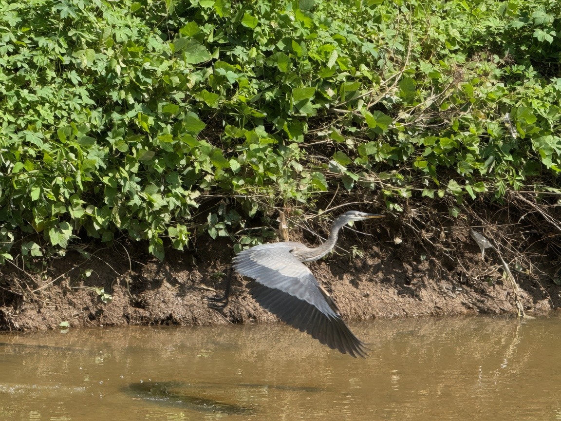 A great blue heron lifts off over Shades Creek.