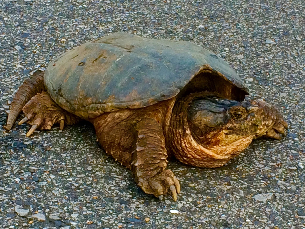 A snapping turtle on the move near the greenway.