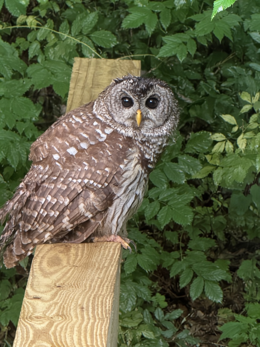 A barred owl keeps watch from a fence rail.