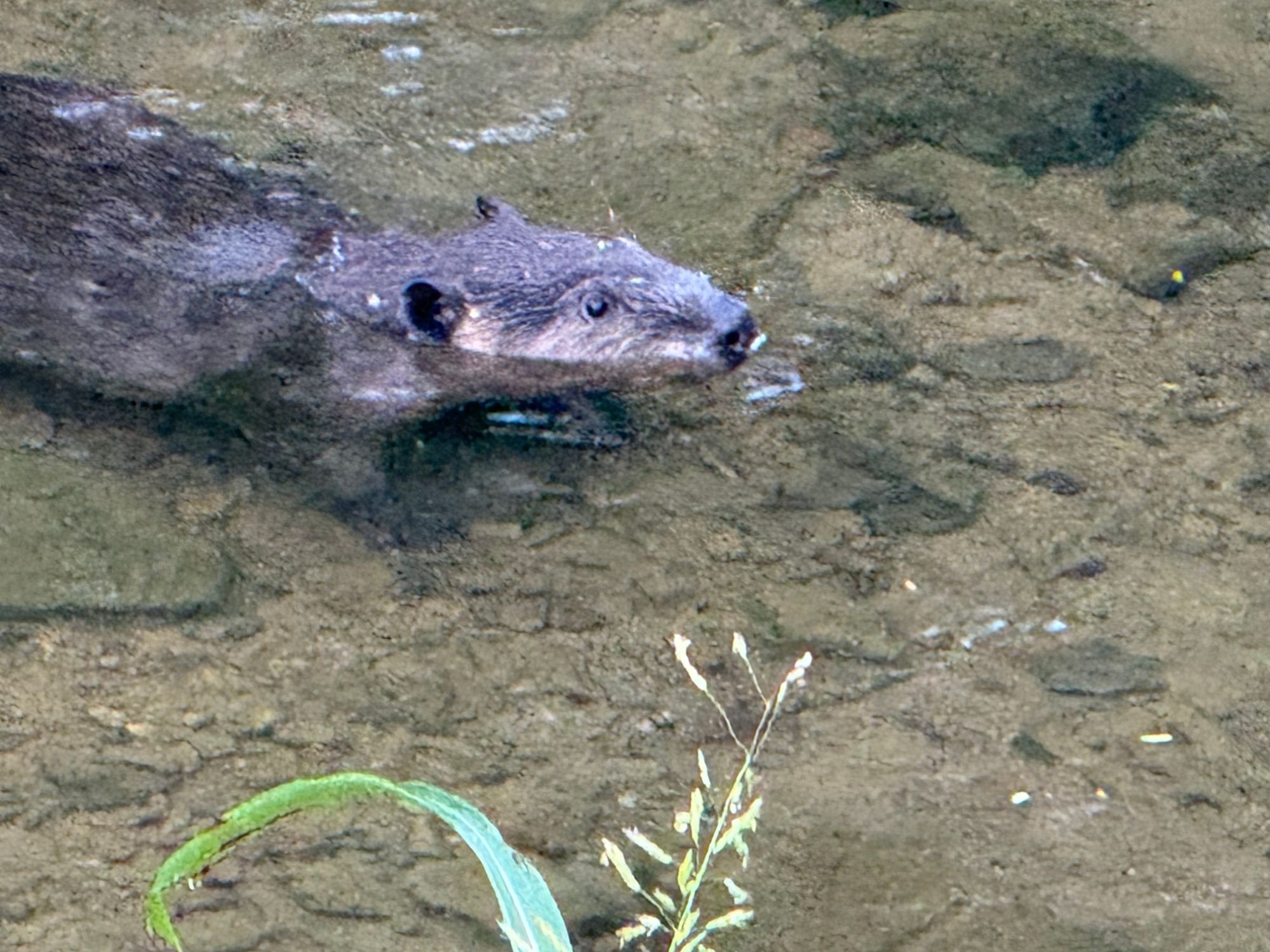 A beaver in the shallows of Shades Creek.