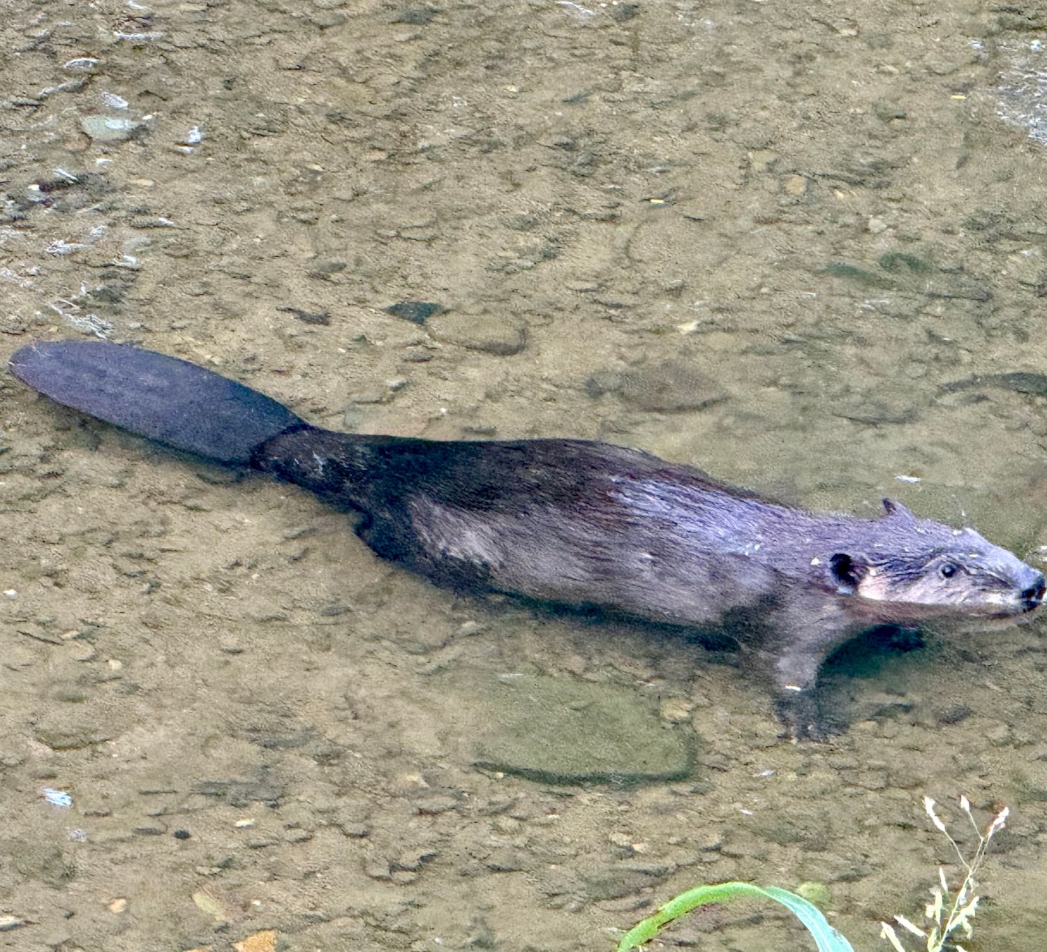 A beaver swims Shades Creek.