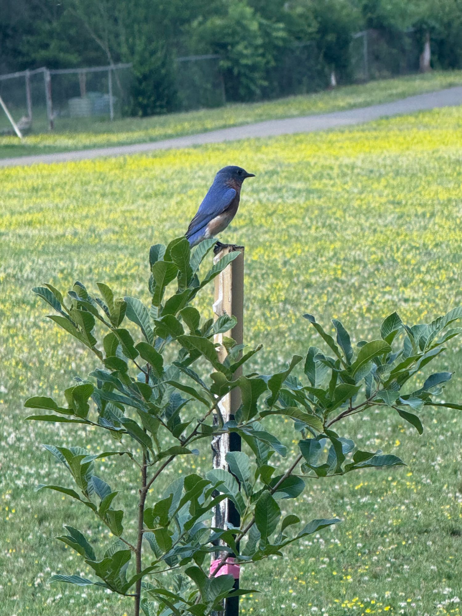 An eastern bluebird atop a newly planted sapling in the park.