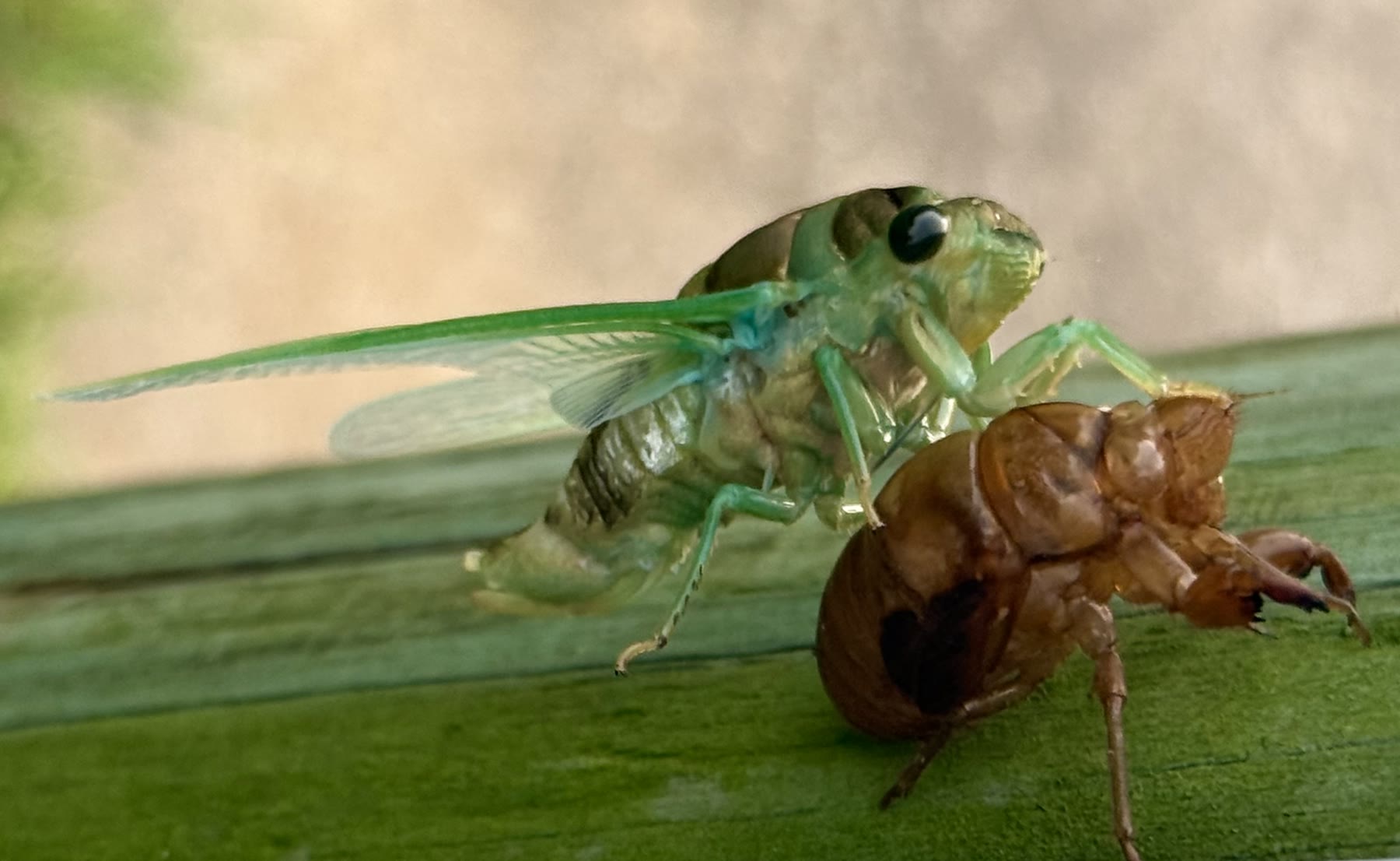 A cicada, just emerged from its shell.