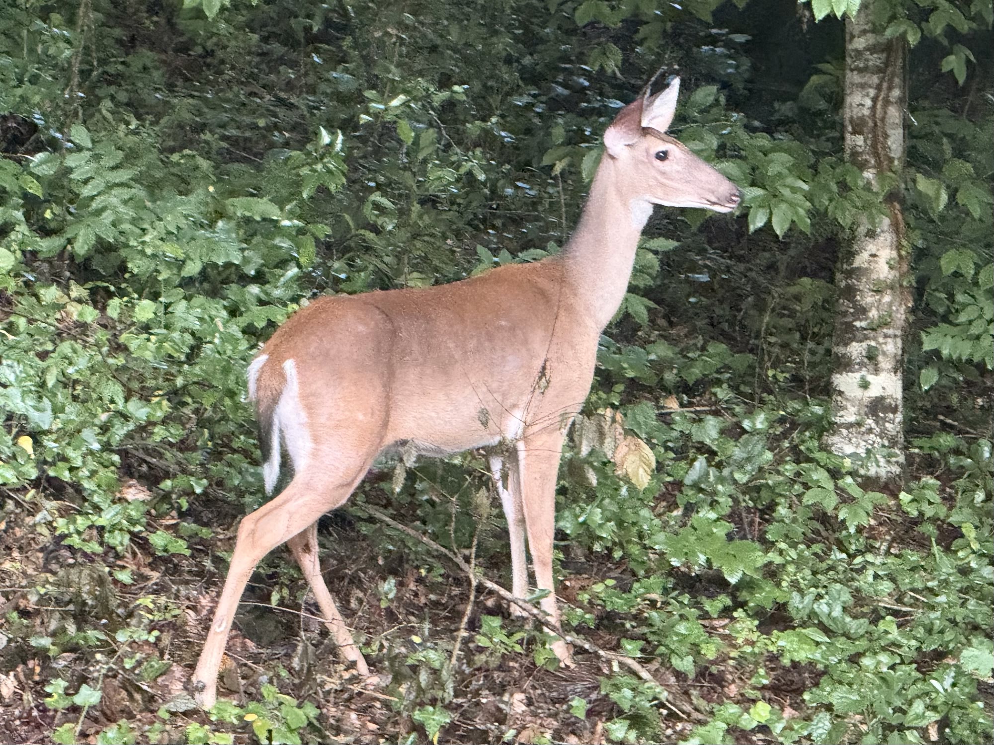 A white-tailed deer near the Shades Creek Bird Sanctuary.