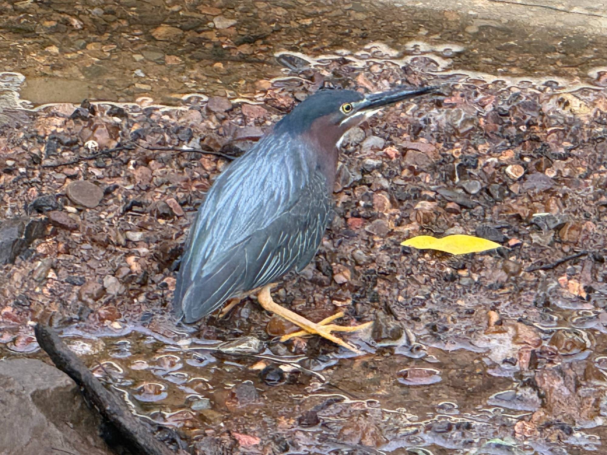 A green heron works the shallows of Shades Creek.