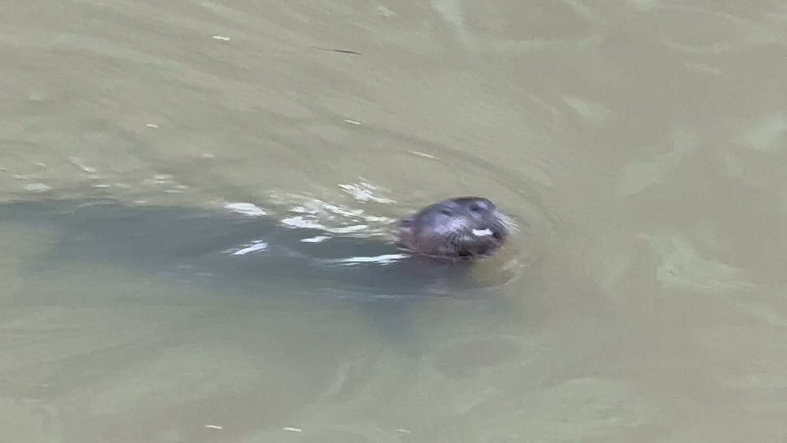 A river otter swims Shades Creek along the Crestline Greenway.