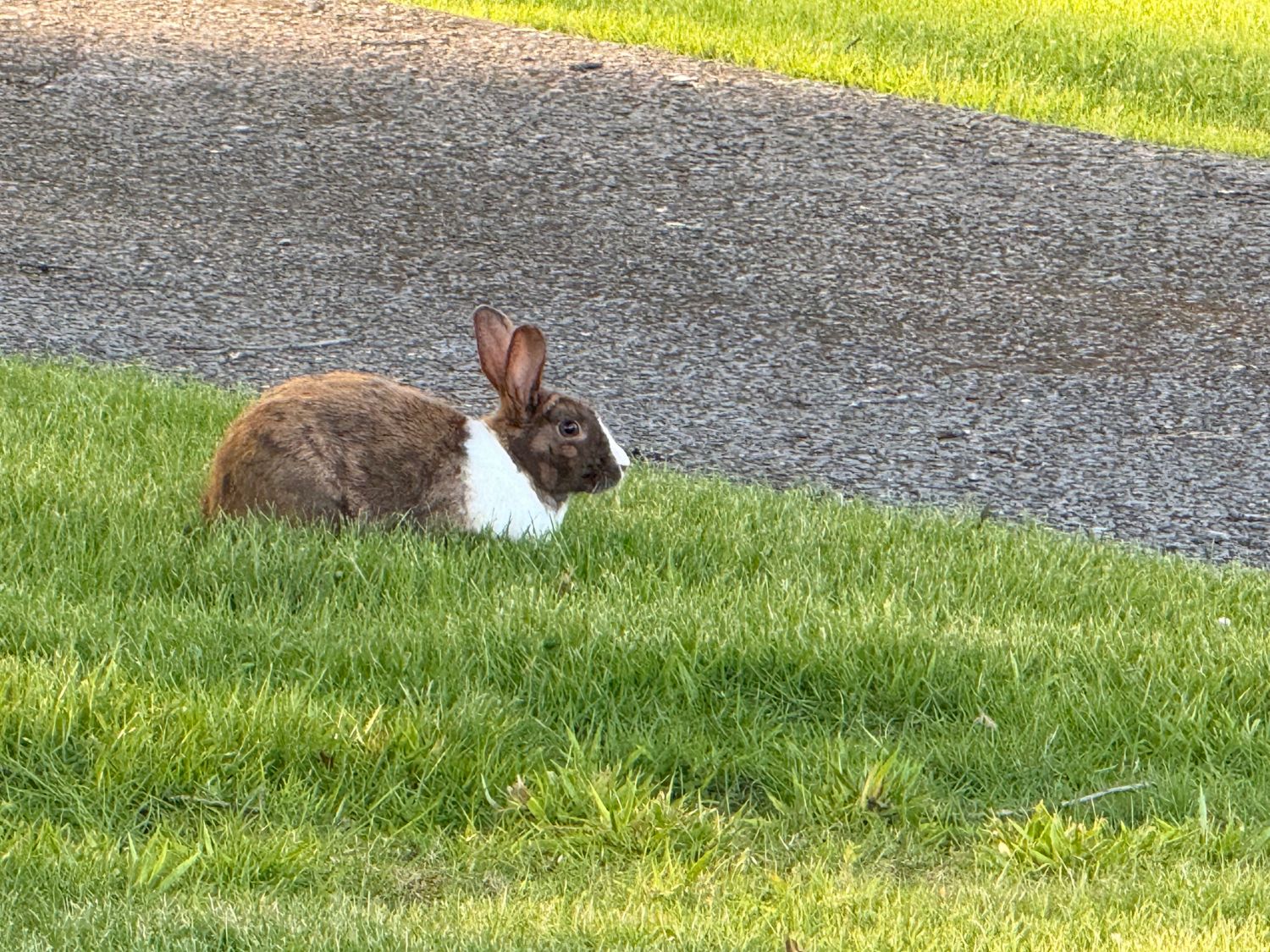 A cottontail at the path’s edge.