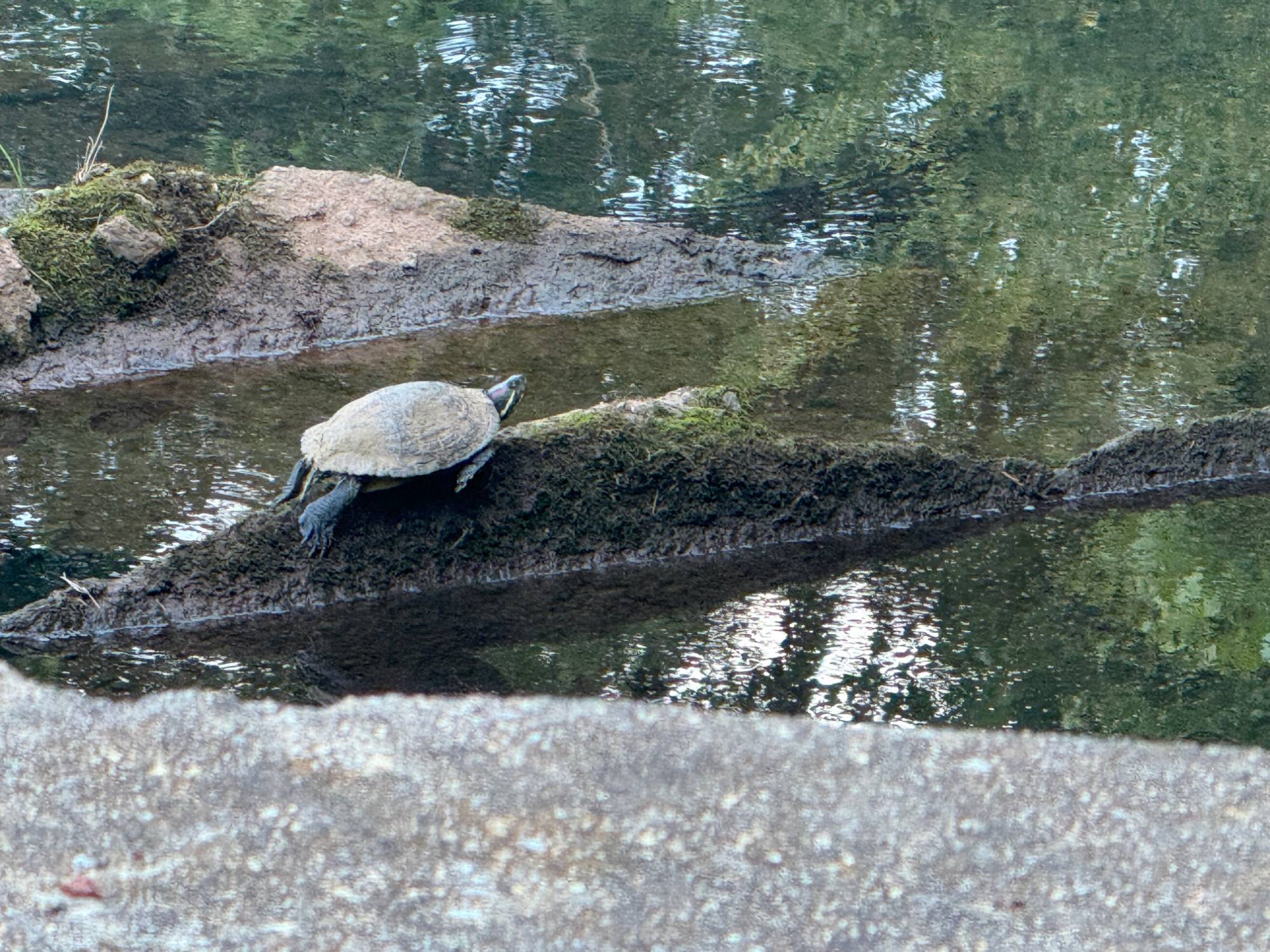 A slider basks on a log in the creek.