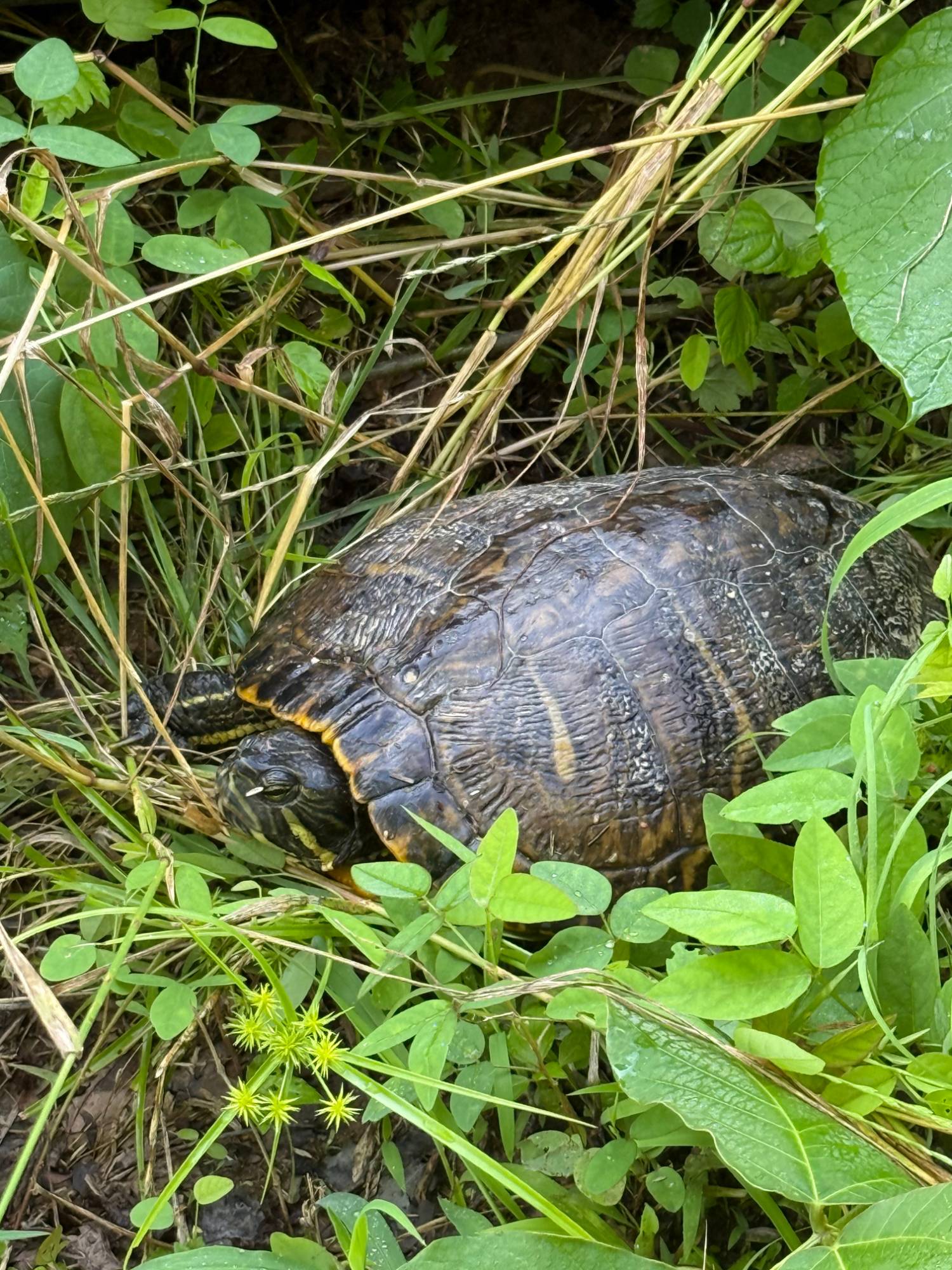 A slider cuts through the tall grass near the creek.