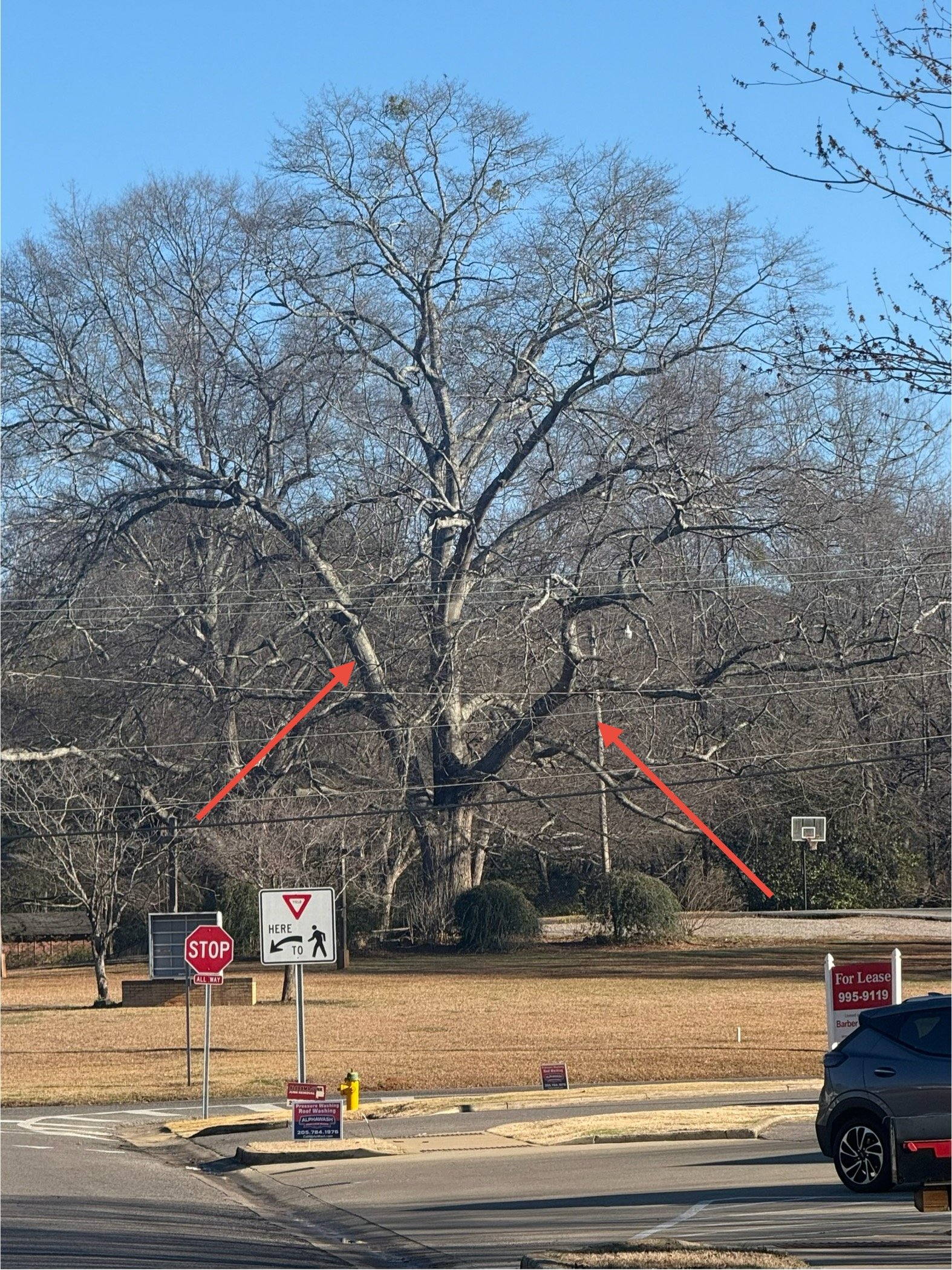 Crestline Oak with Red Markings
