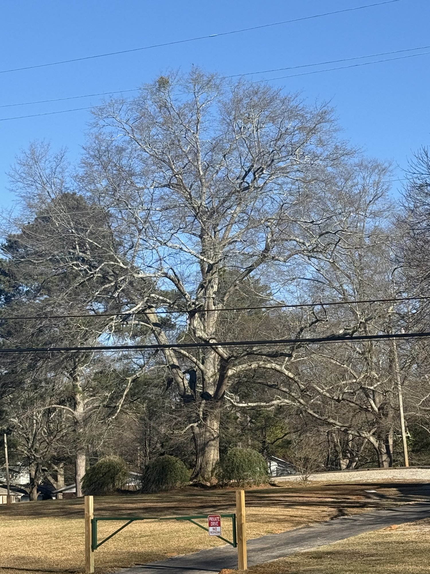 Historic Crestline Oak Tree