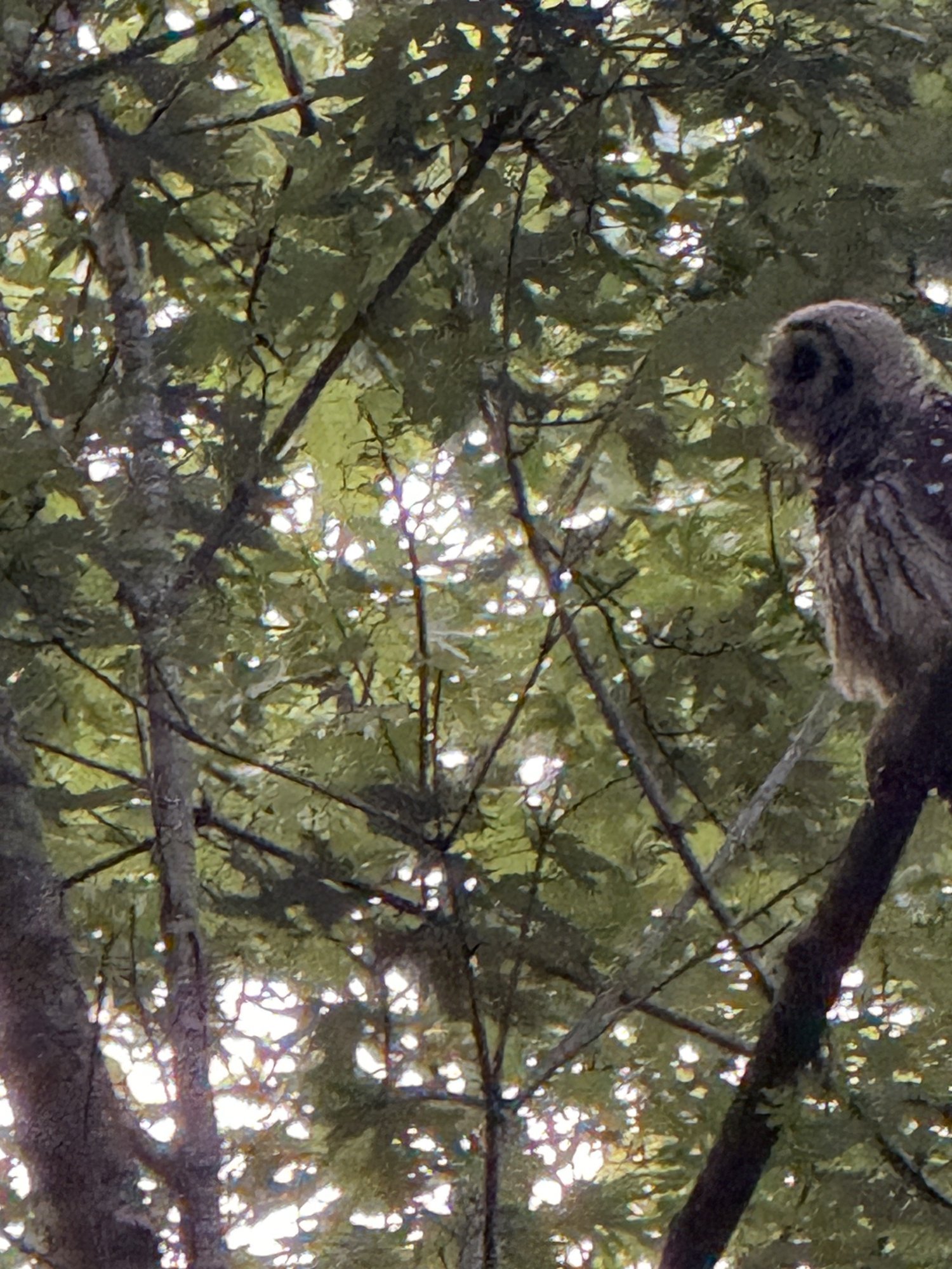 Barred Owl in Crestline