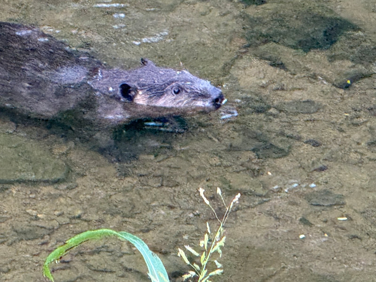 Beaver Swimming in Shades Creek