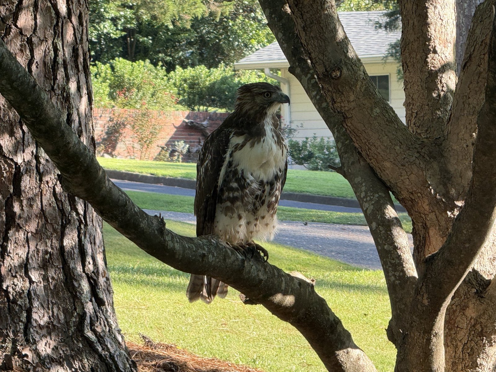 Red-tailed Hawk in Crestline